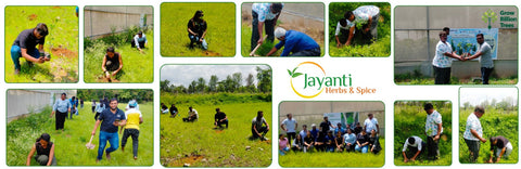 Celebrating World Environment Day: Jayanti Herbs & Spice's Commitment to Urban Forests and Employee Engagement