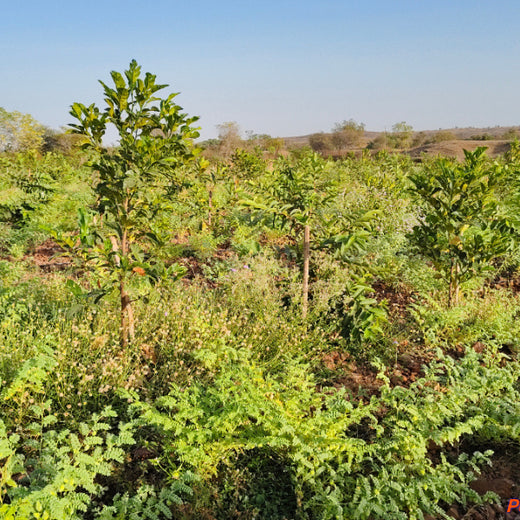Microforests by Grow Billion Trees: Small Spaces, Big Impact – Planting
