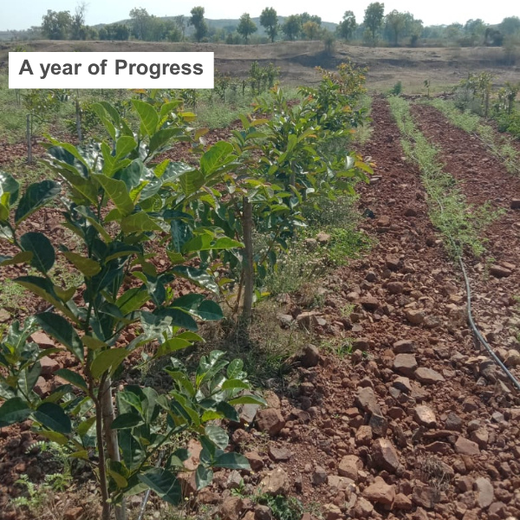 Microforests by Grow Billion Trees: Small Spaces, Big Impact – Planting