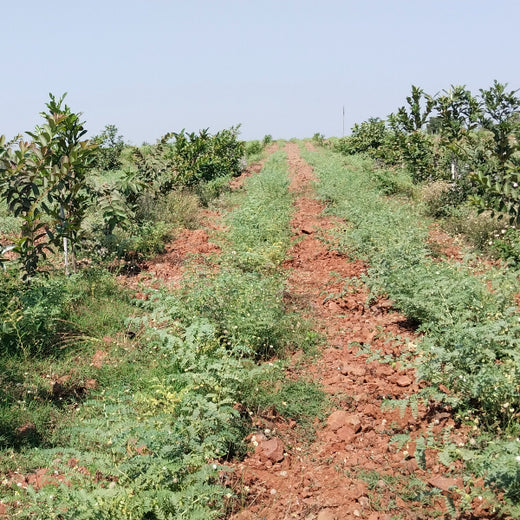Microforests by Grow Billion Trees: Small Spaces, Big Impact – Planting