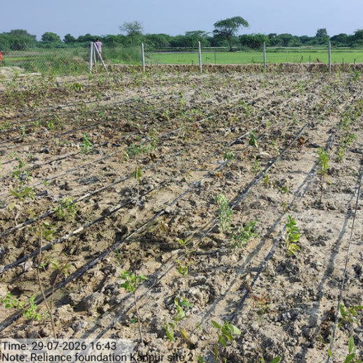 Trees for Tomorrow: A Reliance Foundation Initiative in Kanpur Dehat – 1 year
