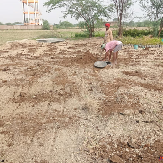 Trees for Tomorrow: A Reliance Foundation Initiative in Kanpur Dehat – Planting
