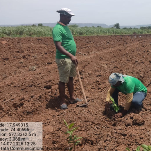 Grow Green Campaign : Tata Communications Green Initiative – Planting