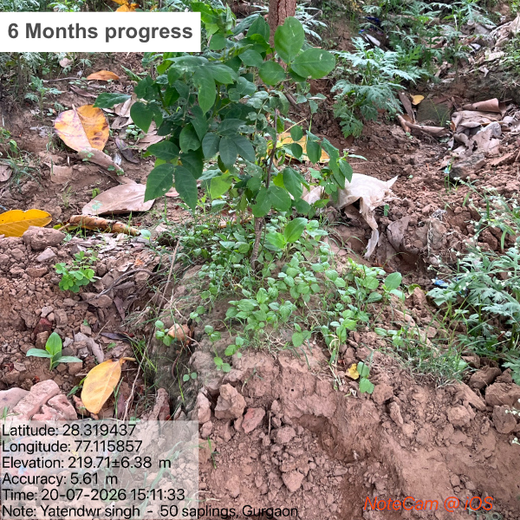 A Green Step This Christmas in Gurgaon by Yatendra Singh – 1 year
