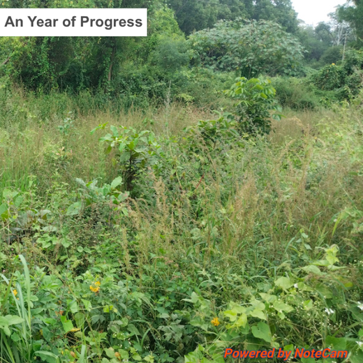 Cultivating Urban Change: Zededa India’s Tree Planting Drive – 2 years