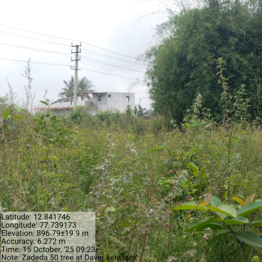 Cultivating Urban Change: Zededa India’s Tree Planting Drive – 2 years