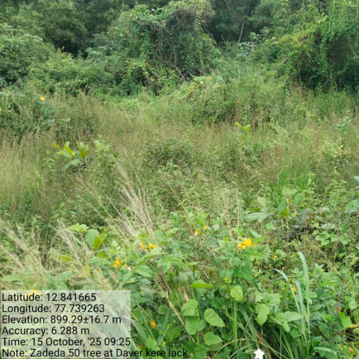 Cultivating Urban Change: Zededa India’s Tree Planting Drive – 2 years
