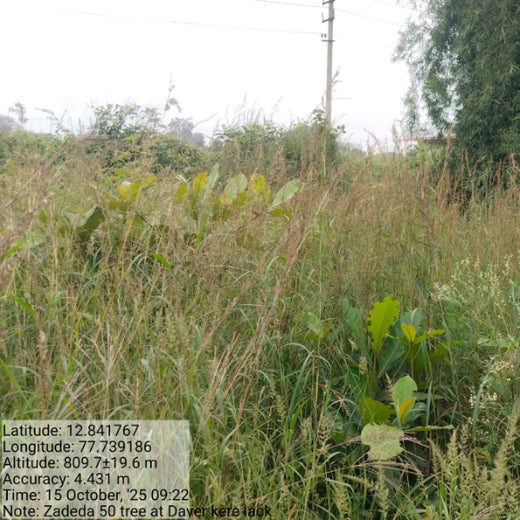 Cultivating Urban Change: Zededa India’s Tree Planting Drive – 2 years