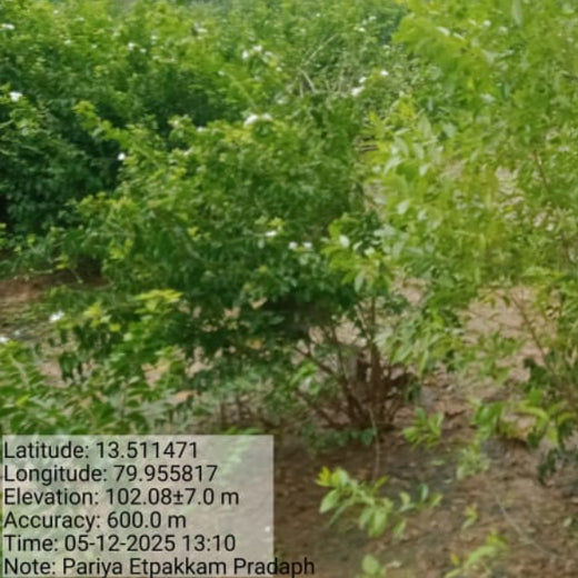 Apollo Tyres’ Mission to Boost Farmer Livelihoods and Tree cover in Andhra Pradesh – 2 years