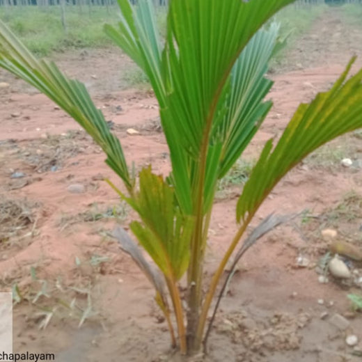 Apollo Tyres’ Mission to Boost Farmer Livelihoods and Tree cover in Andhra Pradesh – 2 years