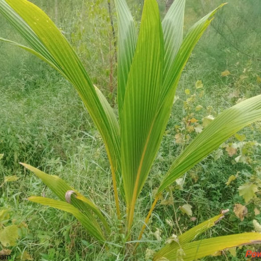 Apollo Tyres’ Mission to Boost Farmer Livelihoods and Tree cover in Andhra Pradesh – 2 years