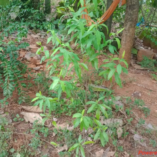 Apollo Tyres’ Mission to Boost Farmer Livelihoods and Tree cover in Andhra Pradesh – 2 years
