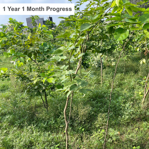 Celebrating Environment Day: IVP Employees Take Root in Sustainability – 2 years