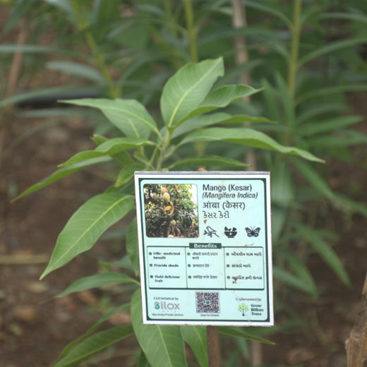 Dolara Village Blossoms: Silox India’s Miyawaki Green Legacy – 3 years