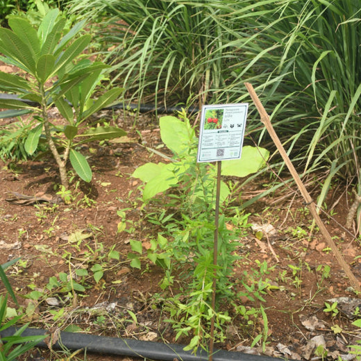 Dolara Village Blossoms: Silox India’s Miyawaki Green Legacy – 2 years