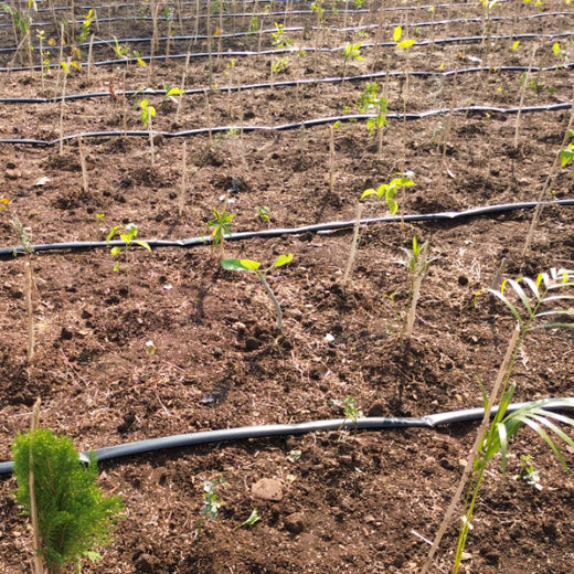 Dolara Village Blossoms: Silox India’s Miyawaki Green Legacy – 1 year