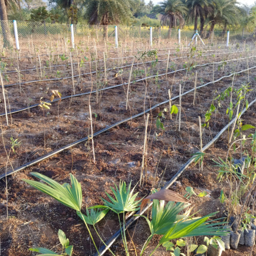 Dolara Village Blossoms: Silox India’s Miyawaki Green Legacy – 1 year