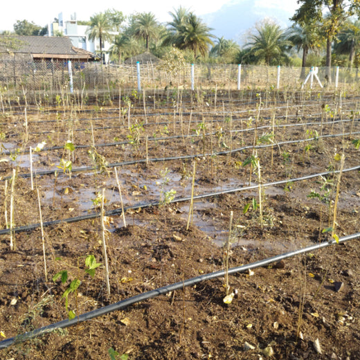Dolara Village Blossoms: Silox India’s Miyawaki Green Legacy – 1 year