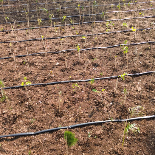 Dolara Village Blossoms: Silox India’s Miyawaki Green Legacy – 1 year