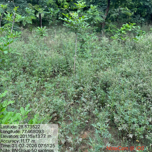 Urban Renewal Through Trees: BN Group's Urban Forest CSR Initiative – 1 year