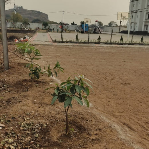 Smart Solutions, Green Impact: Ccube’s Urban Forest Initiative – 2 years