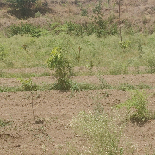 Birthday Blooms: ProcDNA’s Sustainable Gifting in Agroforestry – 1 year