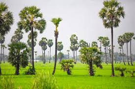 Tree Plantation in Tamilnadu State