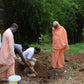 Belpatra Trees for Shiv Ji near Mahakaleshwar Jyotirlinga