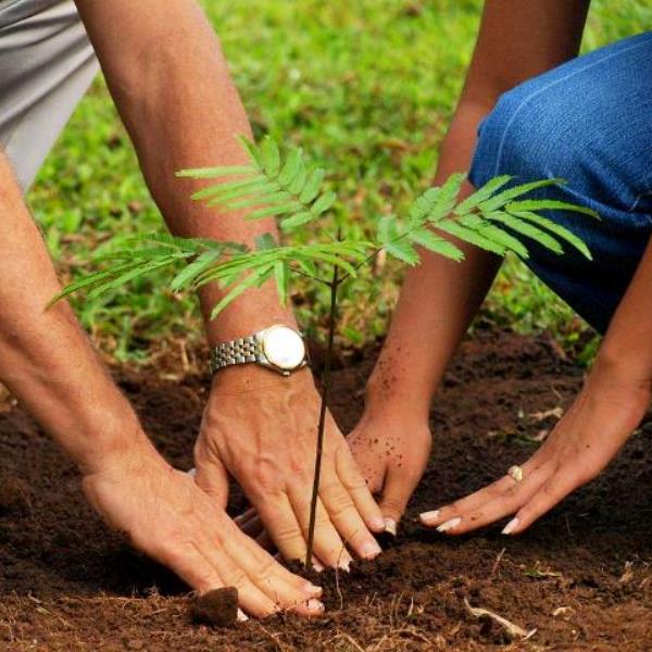 Trees for Christmas: Plant Living Gifts That Grow Forever