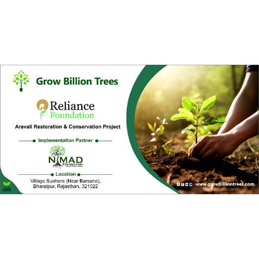 Reliance Foundation's Biodiversity Restoration Project: Sunhera Village – Planting