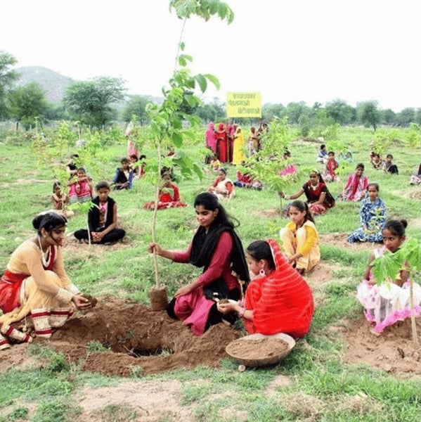 Trees for Kanya Pujan on Navratri