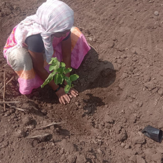 Shifting Gears Towards Green: Audi Mumbai West Plants for the Planet – Planting