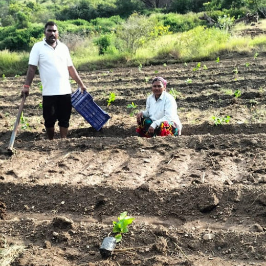 Shifting Gears Towards Green: Audi Mumbai West Plants for the Planet – Planting