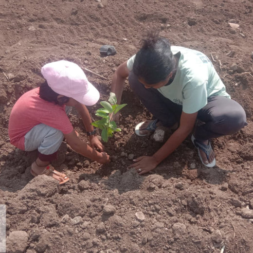 Shifting Gears Towards Green: Audi Mumbai West Plants for the Planet – Planting