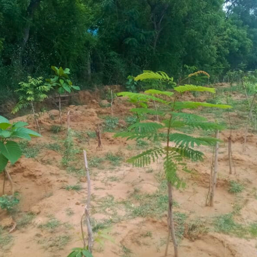 Tech Meets Trees: Zafin’s Urban Forest for ESG and Beyond – 1 year