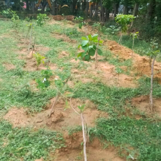 Tech Meets Trees: Zafin’s Urban Forest for ESG and Beyond – 1 year