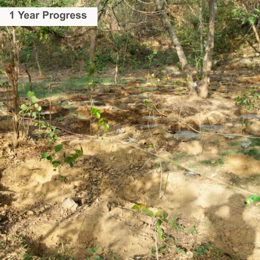 Greening the City:  AAPC India Empowers Employees in Urban Forest Creation – 1 year