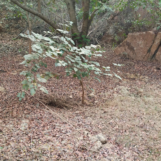 Greening the City:  AAPC India Empowers Employees in Urban Forest Creation – 6 months