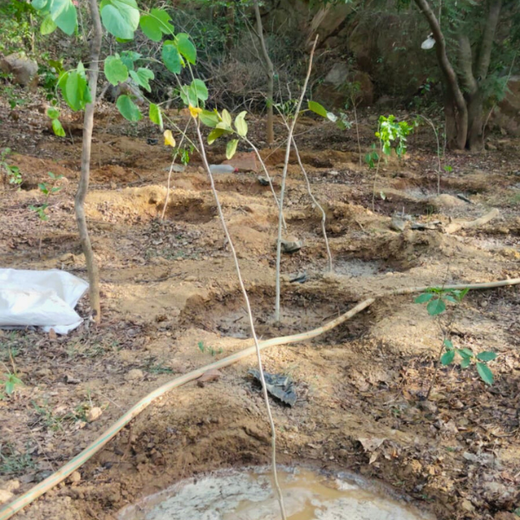 Greening the City:  AAPC India Empowers Employees in Urban Forest Creation – 1 year