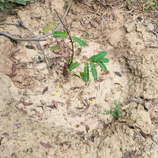Greening the City:  AAPC India Empowers Employees in Urban Forest Creation – 6 months