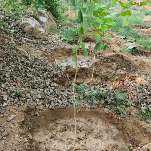 Greening the City:  AAPC India Empowers Employees in Urban Forest Creation – 1 year