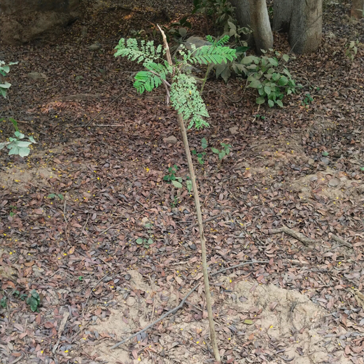 Greening the City:  AAPC India Empowers Employees in Urban Forest Creation – 6 months