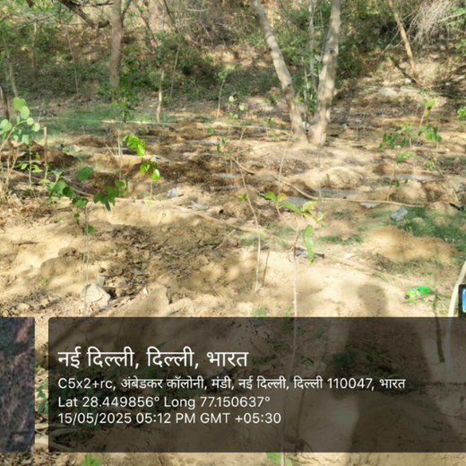 Greening the City:  AAPC India Empowers Employees in Urban Forest Creation – 1 year