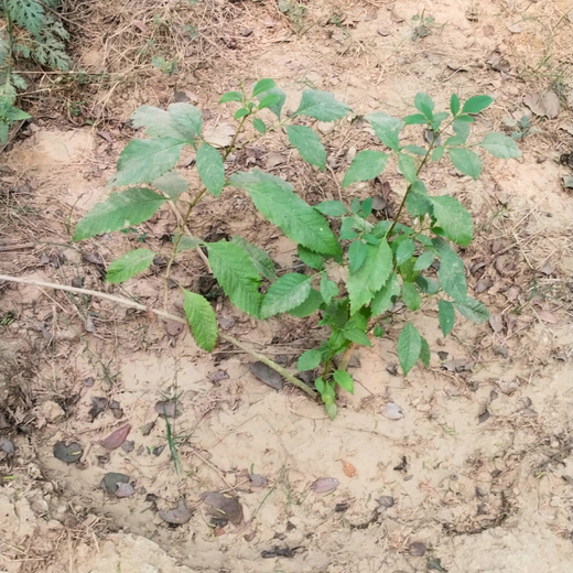 Greening the City:  AAPC India Empowers Employees in Urban Forest Creation – 6 months