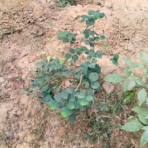 Greening the City:  AAPC India Empowers Employees in Urban Forest Creation – 6 months
