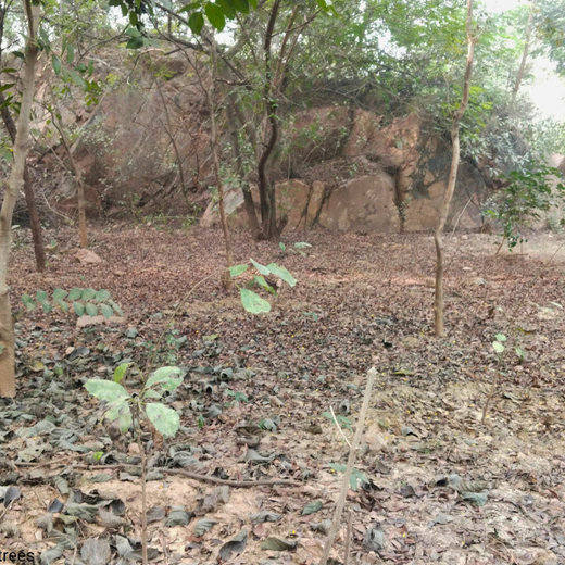 Greening the City:  AAPC India Empowers Employees in Urban Forest Creation – 6 months