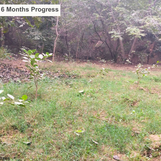 Greening the City:  AAPC India Empowers Employees in Urban Forest Creation – 6 months