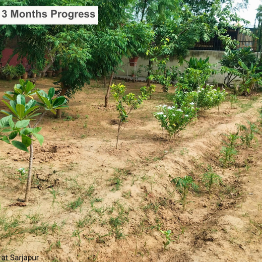 Greener Cities, Healthier Communities: Binary Global’s Eco-Friendly CSR Initiative – 2 years