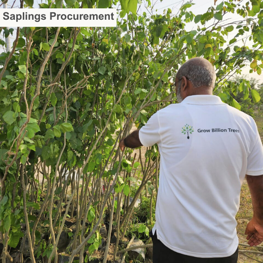 Eco-Inclusive: Cognex Unites for Environment Day – Planting