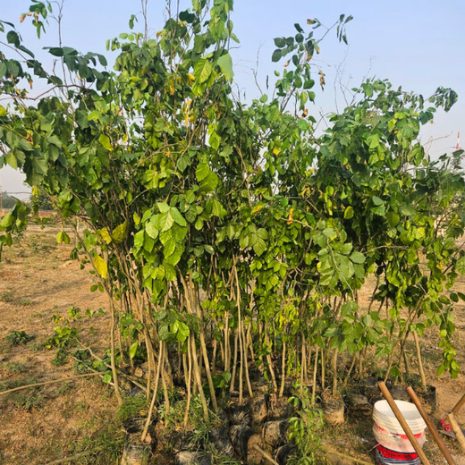 Eco-Inclusive: Cognex Unites for Environment Day – Planting
